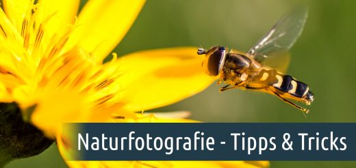 Naturfotografie - Tipps und Tricks Foto: Franz Lechner