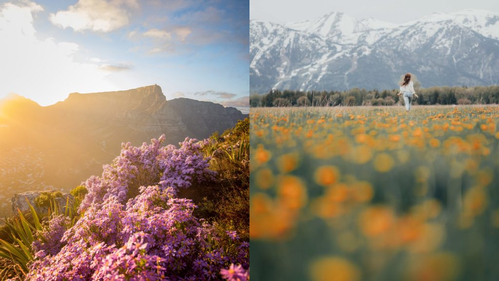 Splitscreen mit Galerie-Effekt