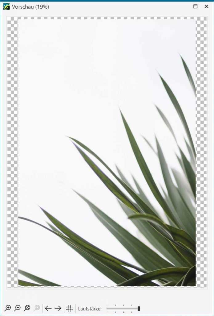 Foto einer Zimmerpflanze auf weißem Hintergrund
