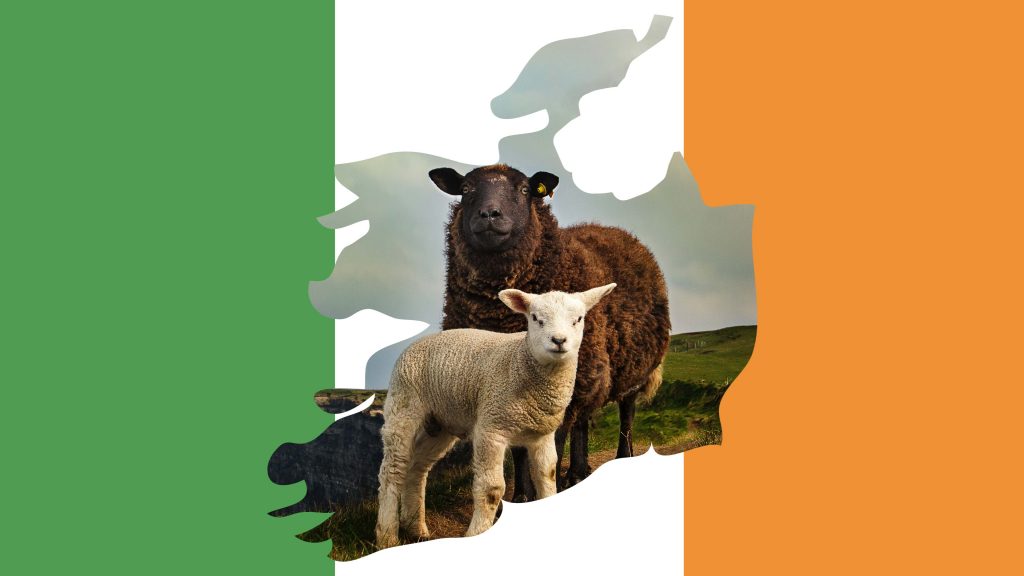Irland-Flagge mit Schaf-Foto