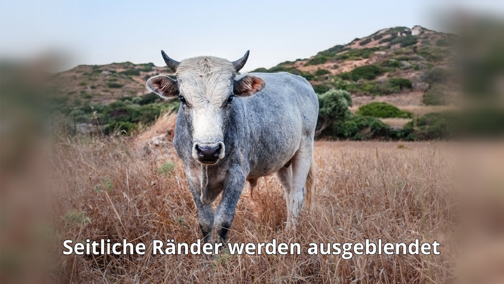 Hauptbild sanft ausgeblendet Hauptbild sanft ausgeblendet