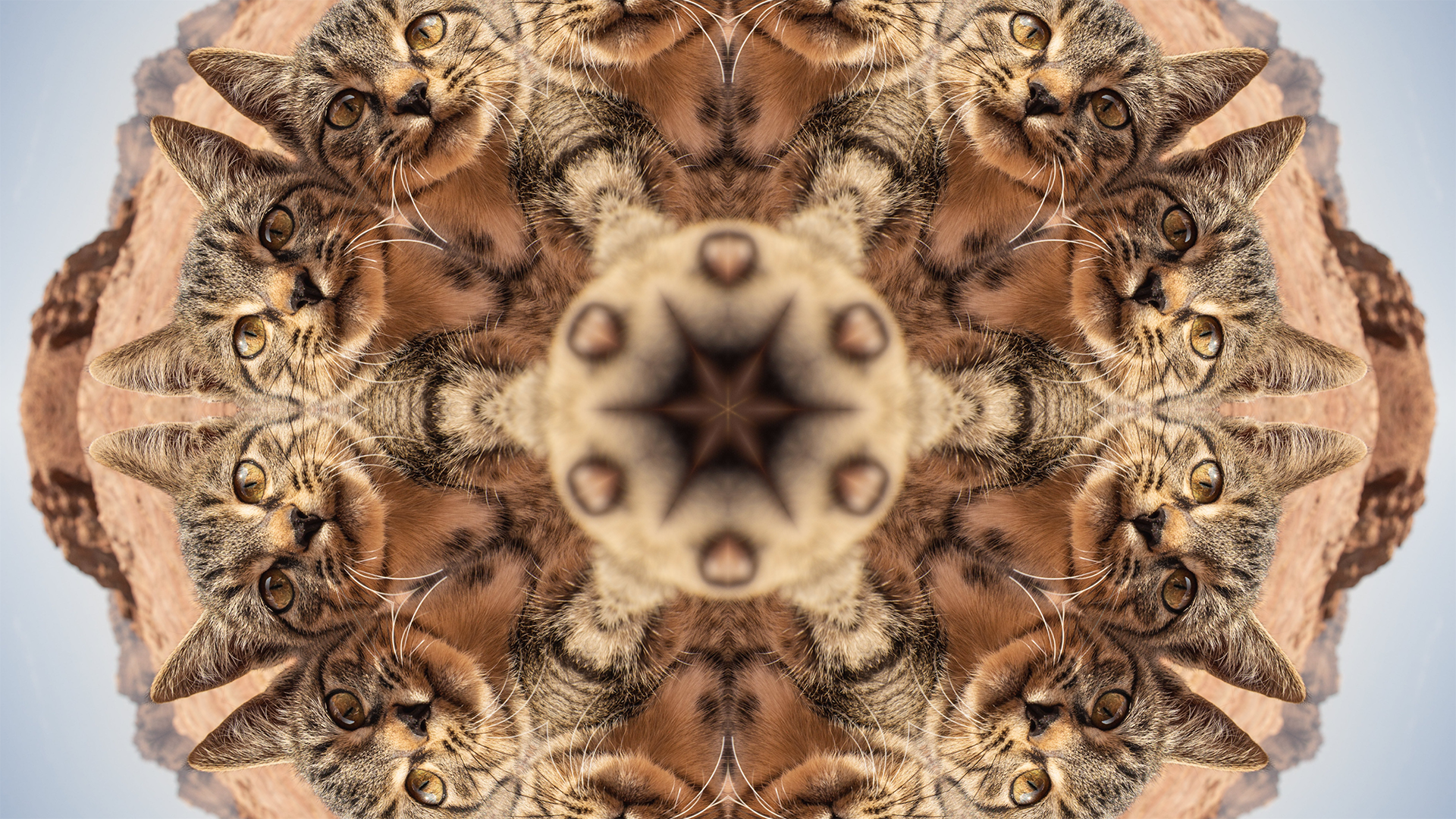 Kaleidoskop-Effekt mit 12 Segmenten