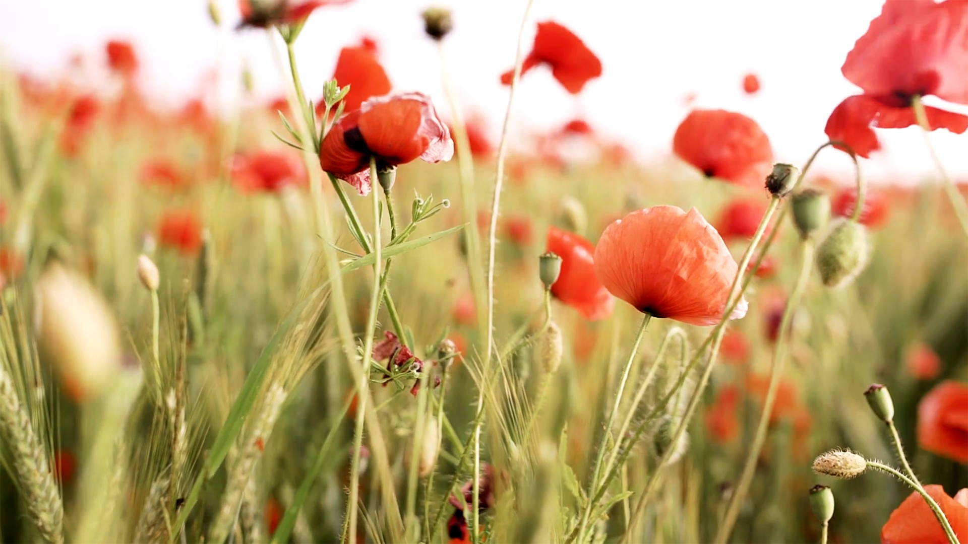 Video mit Farbkorrekturen-Effekt