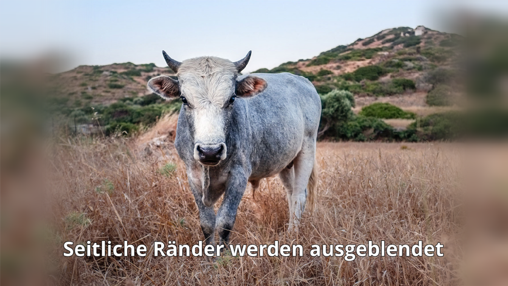 Hauptbild sanft ausgeblendet