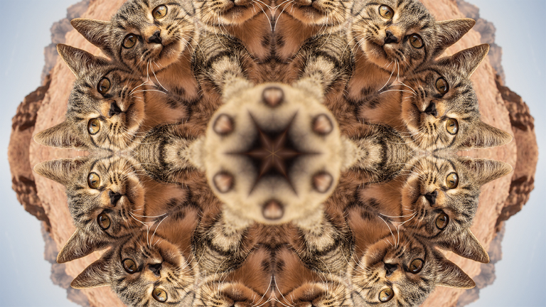 Kaleidoskop-Effekt mit 12 Segmenten