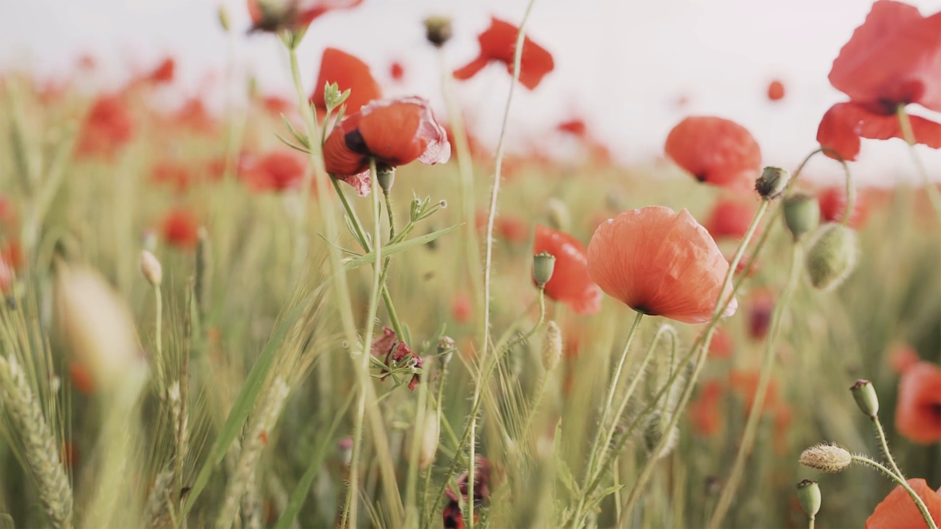 Originalvideo ohne Effekt